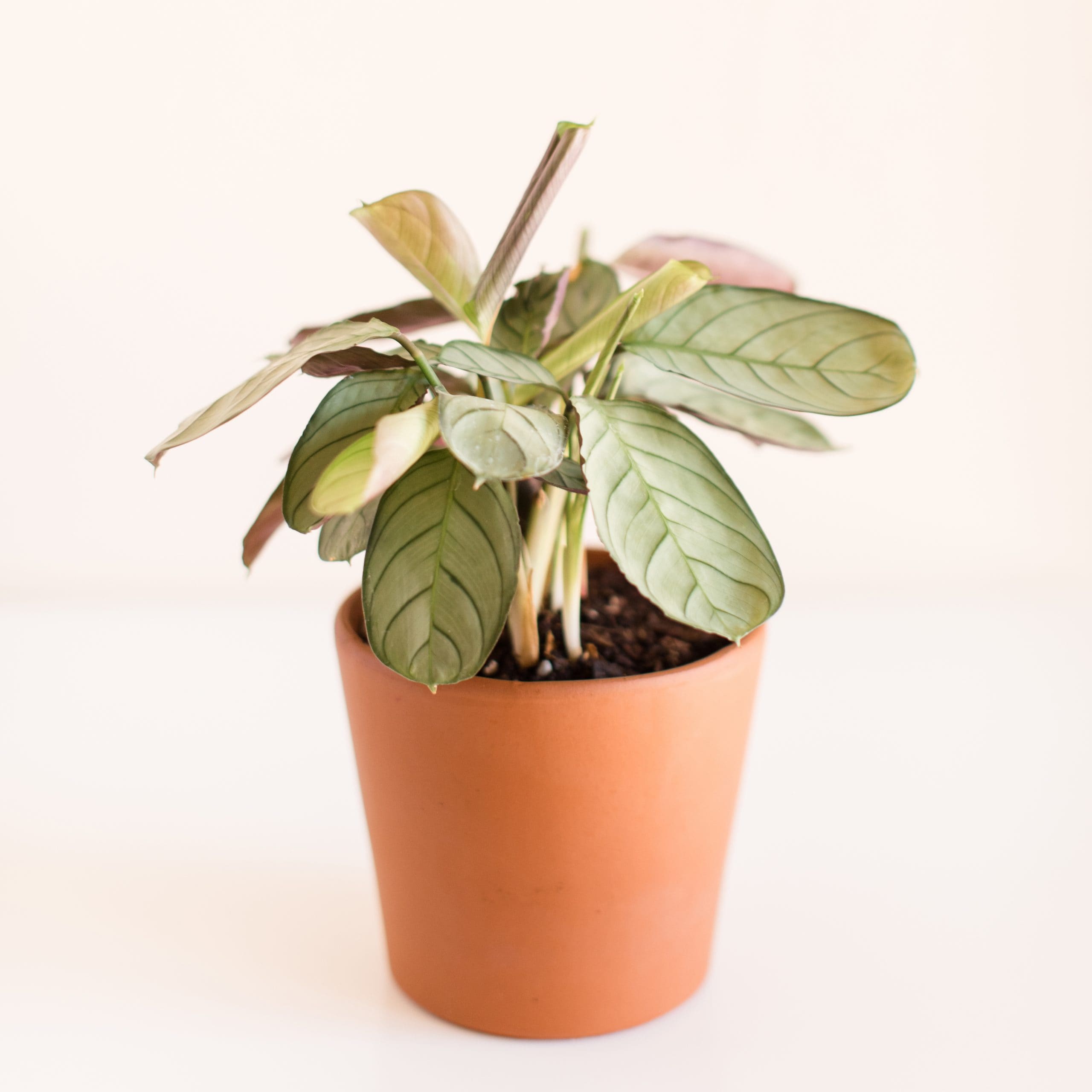 air purifying plants for pets: prayer plant