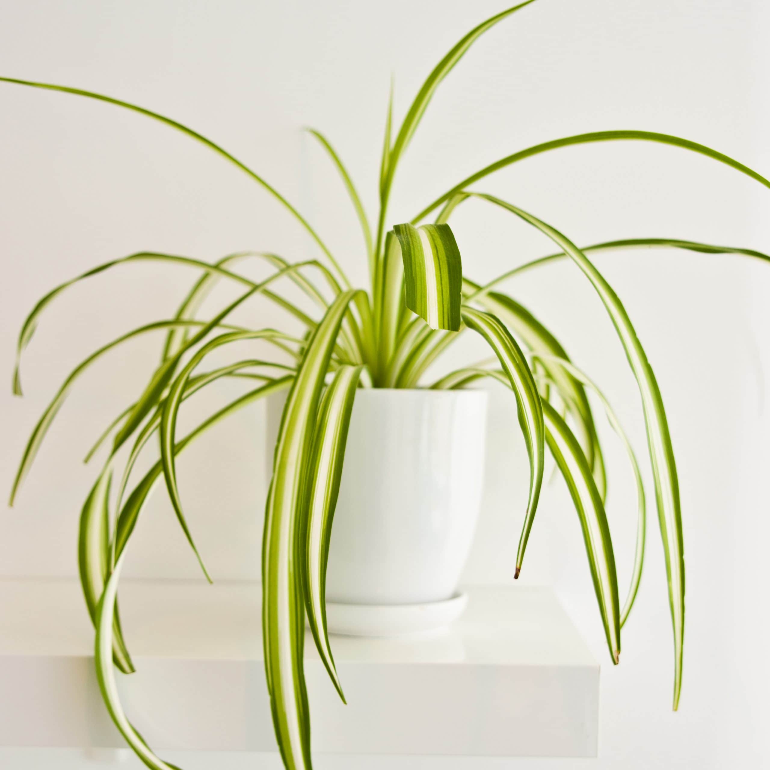 air purifying plants for pets: spider plant