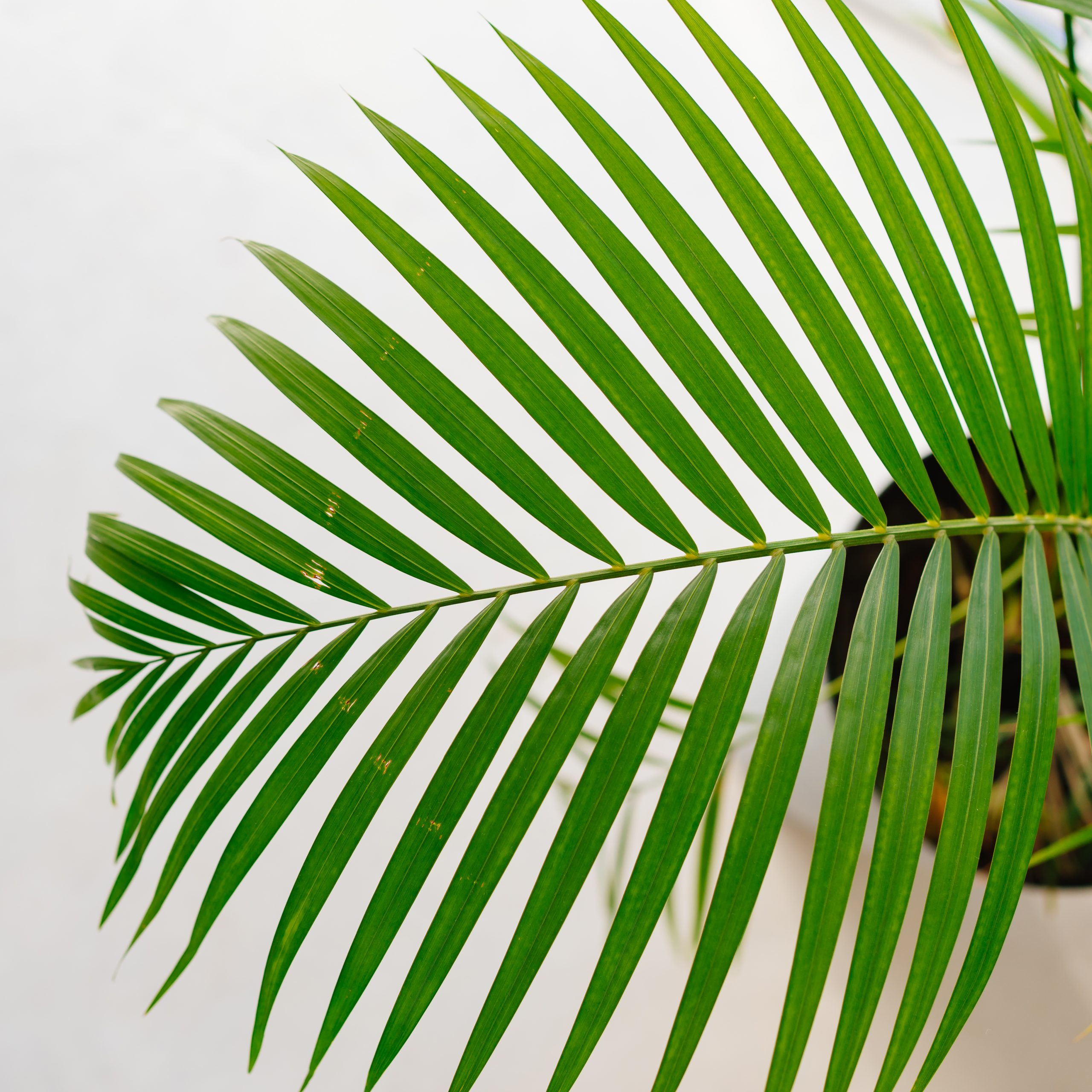 air purifying plants for pets: bamboo palm