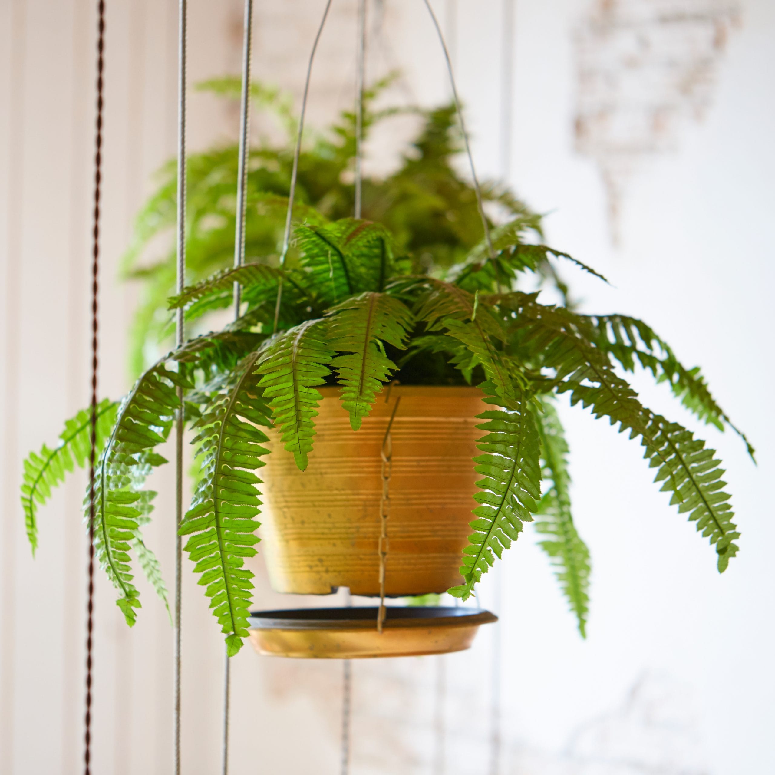 air purifying plants for pets: boston fern