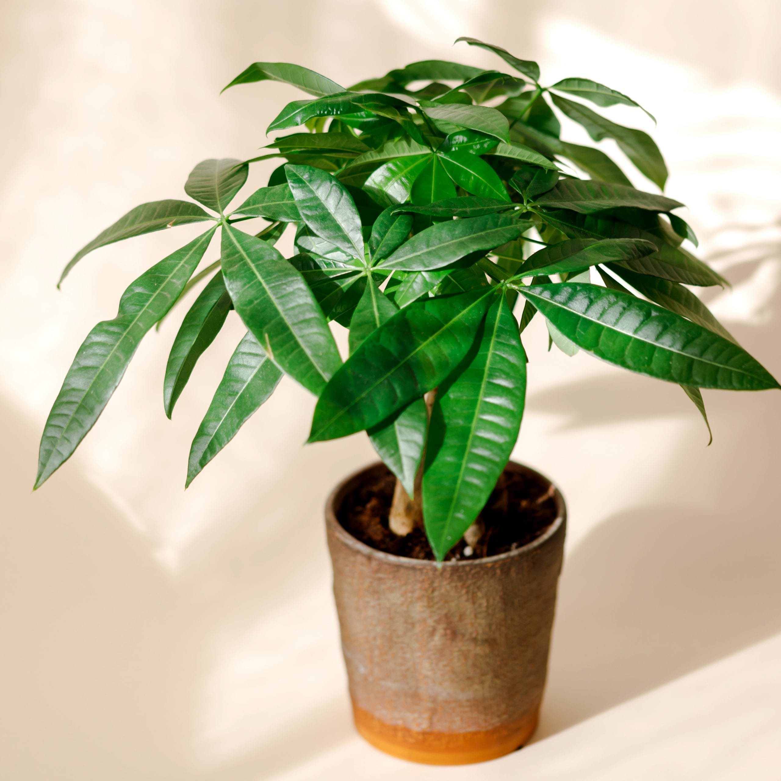 air purifying plants for pets: money tree