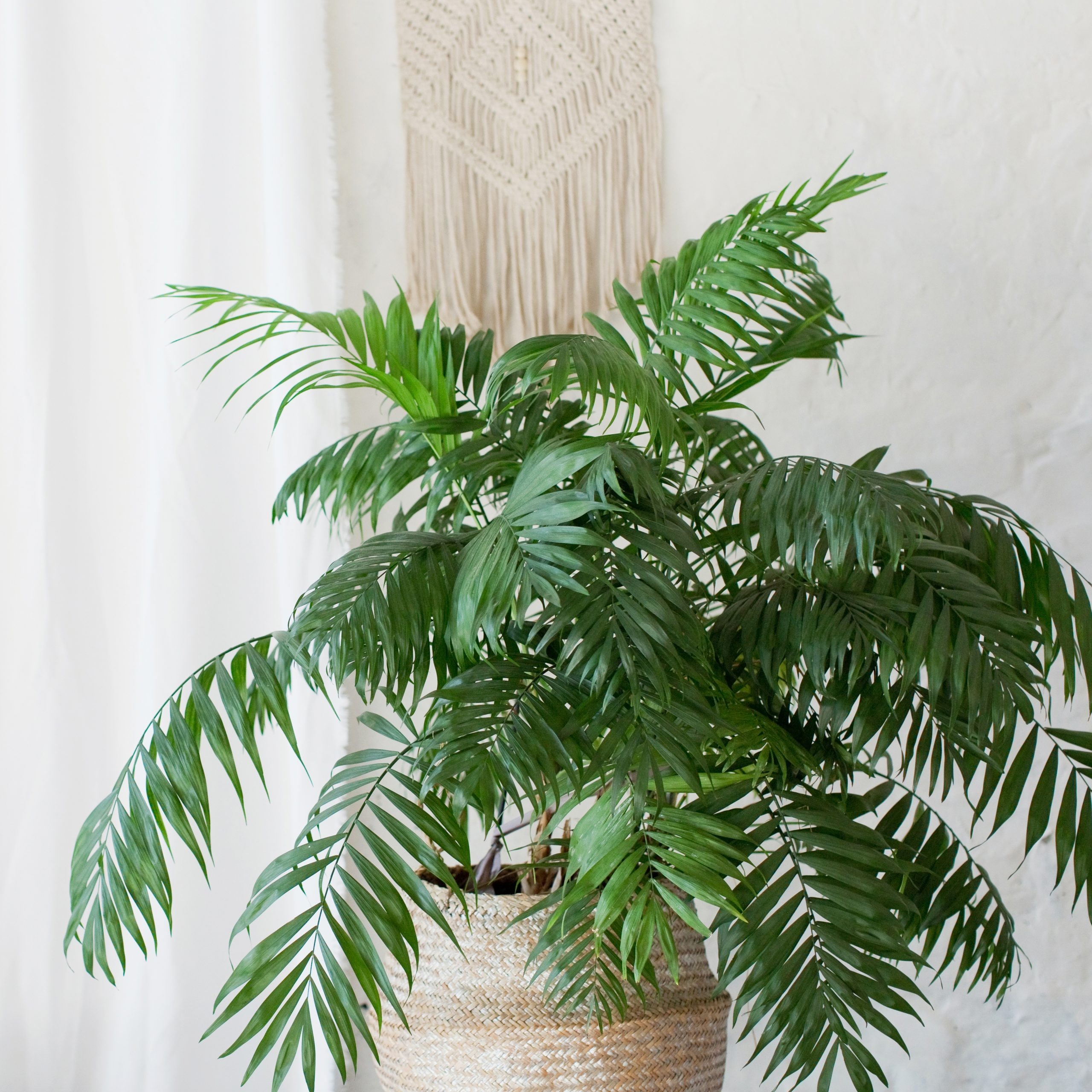 air purifying plants for pets: areca palm