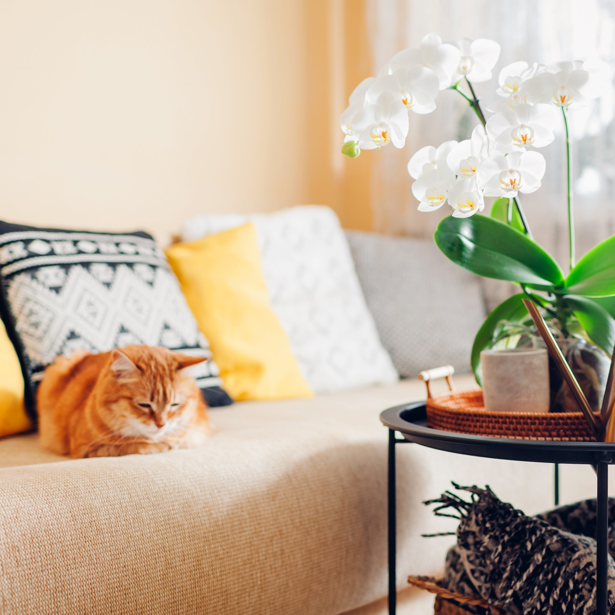 air purifying plants for pets: orchids