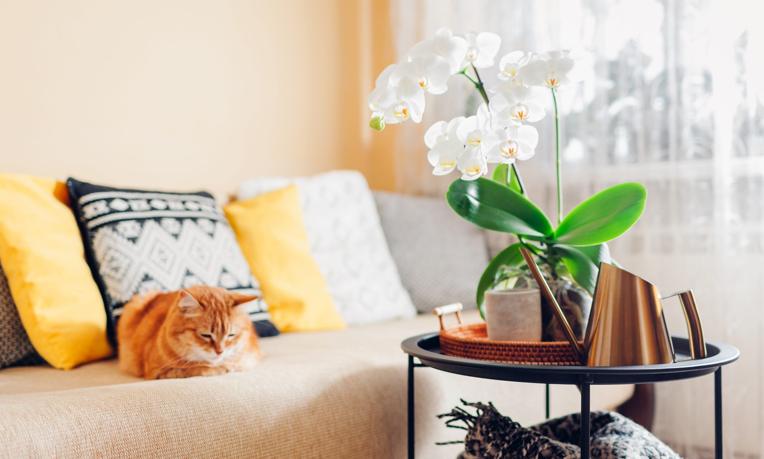 air purifying plants for pets: orchids