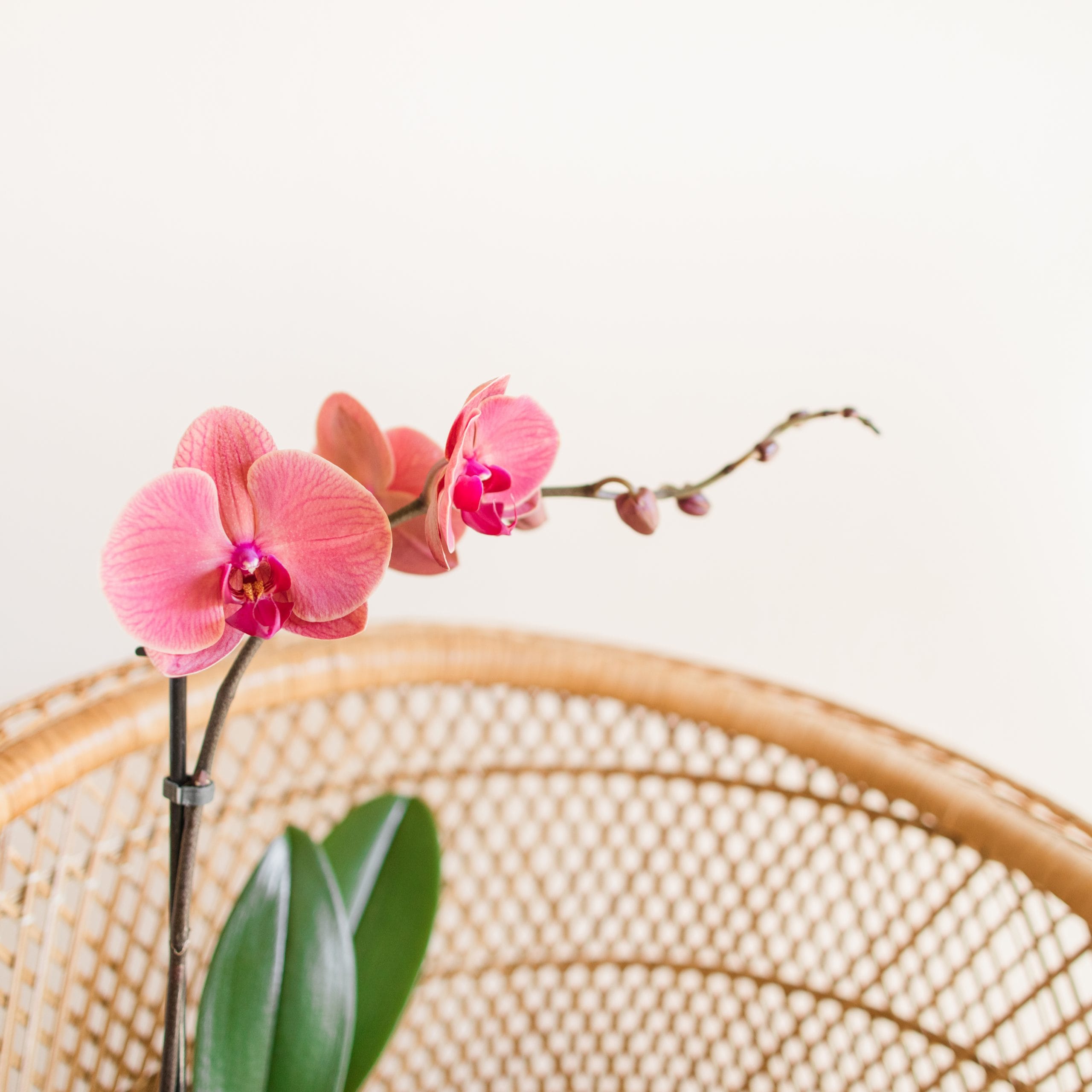 air purifying plants for pets: orchid
