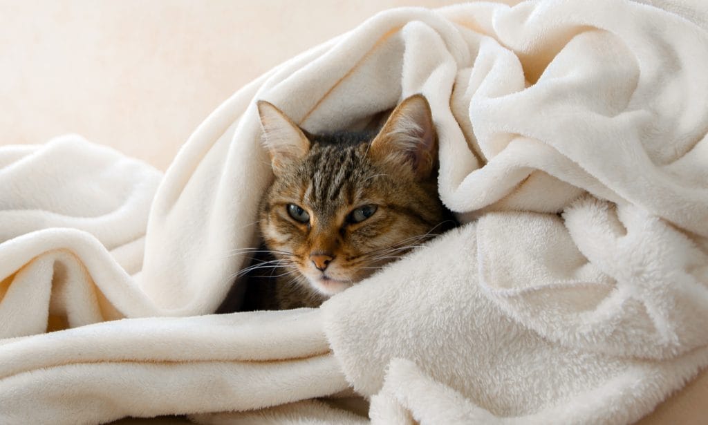 Cat throws up outlet right after eating