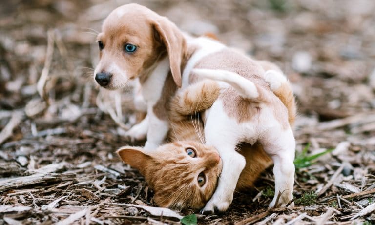 https://media-be.chewy.com/wp-content/uploads/2023/05/02164753/puppy-and-kitten-outside-768x461.jpg