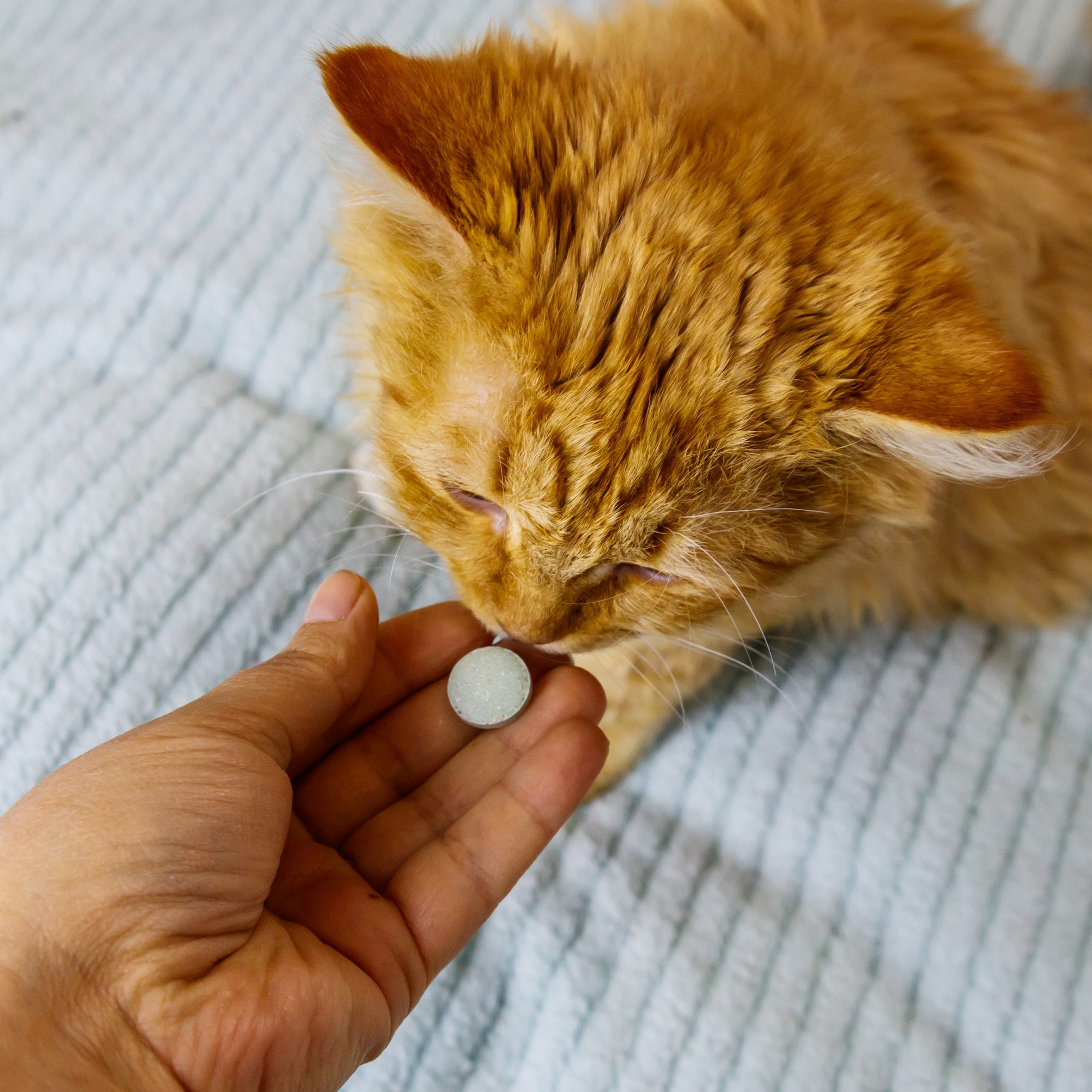 offering tablet to kitten