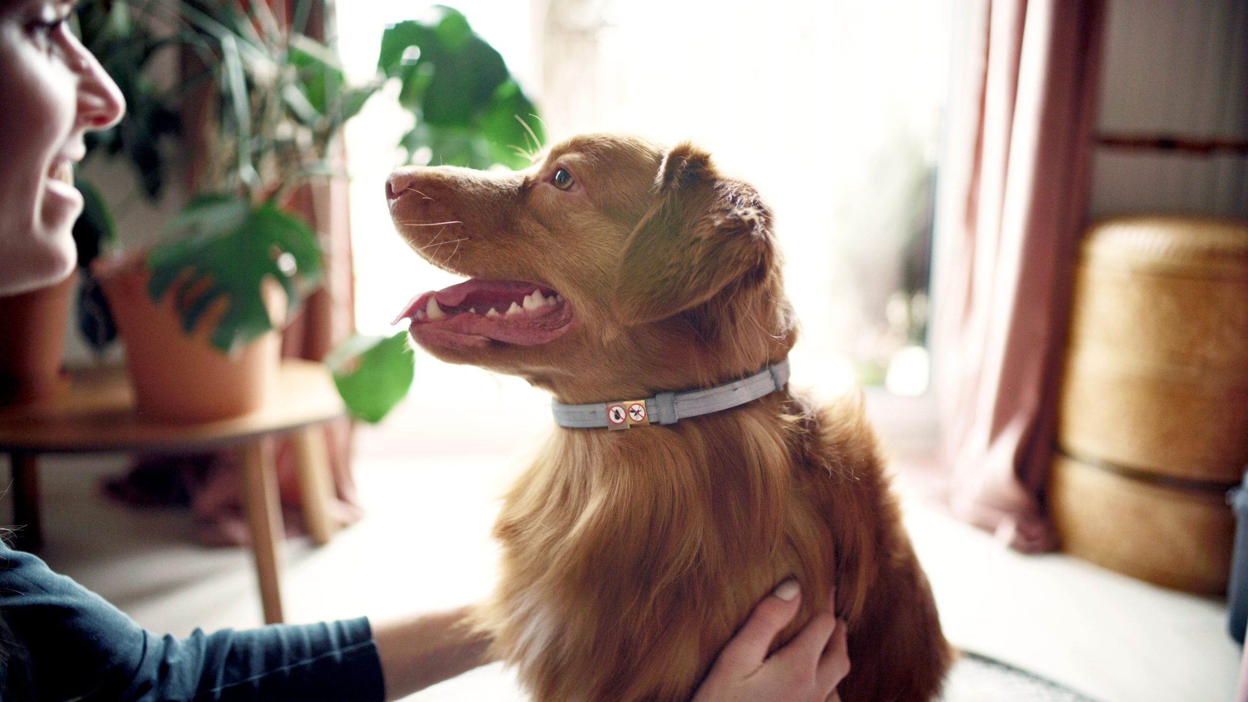 dog wearing flea and tick collar