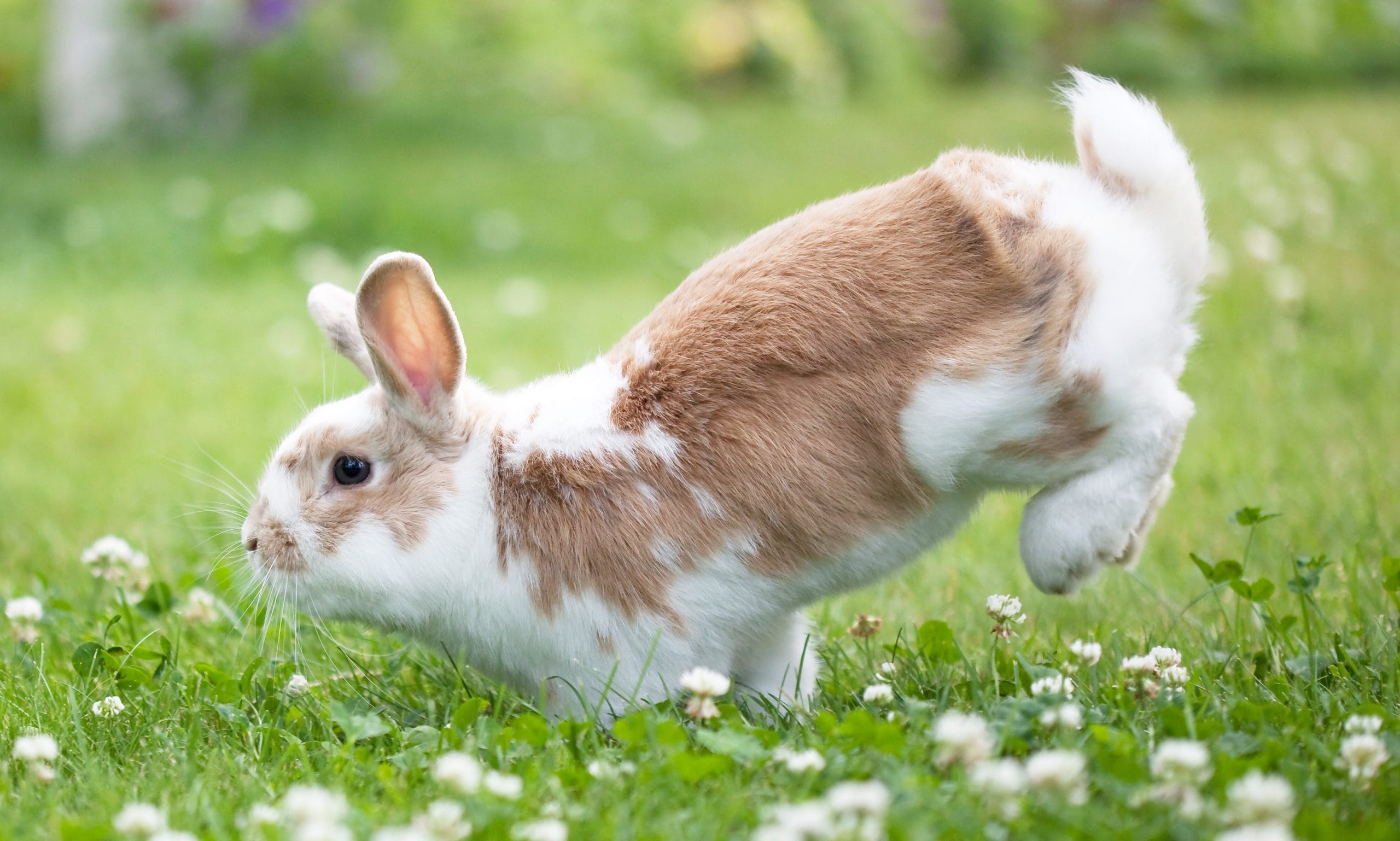 Understanding Your Rabbit's Body Language 16 Common Behaviors BeChewy