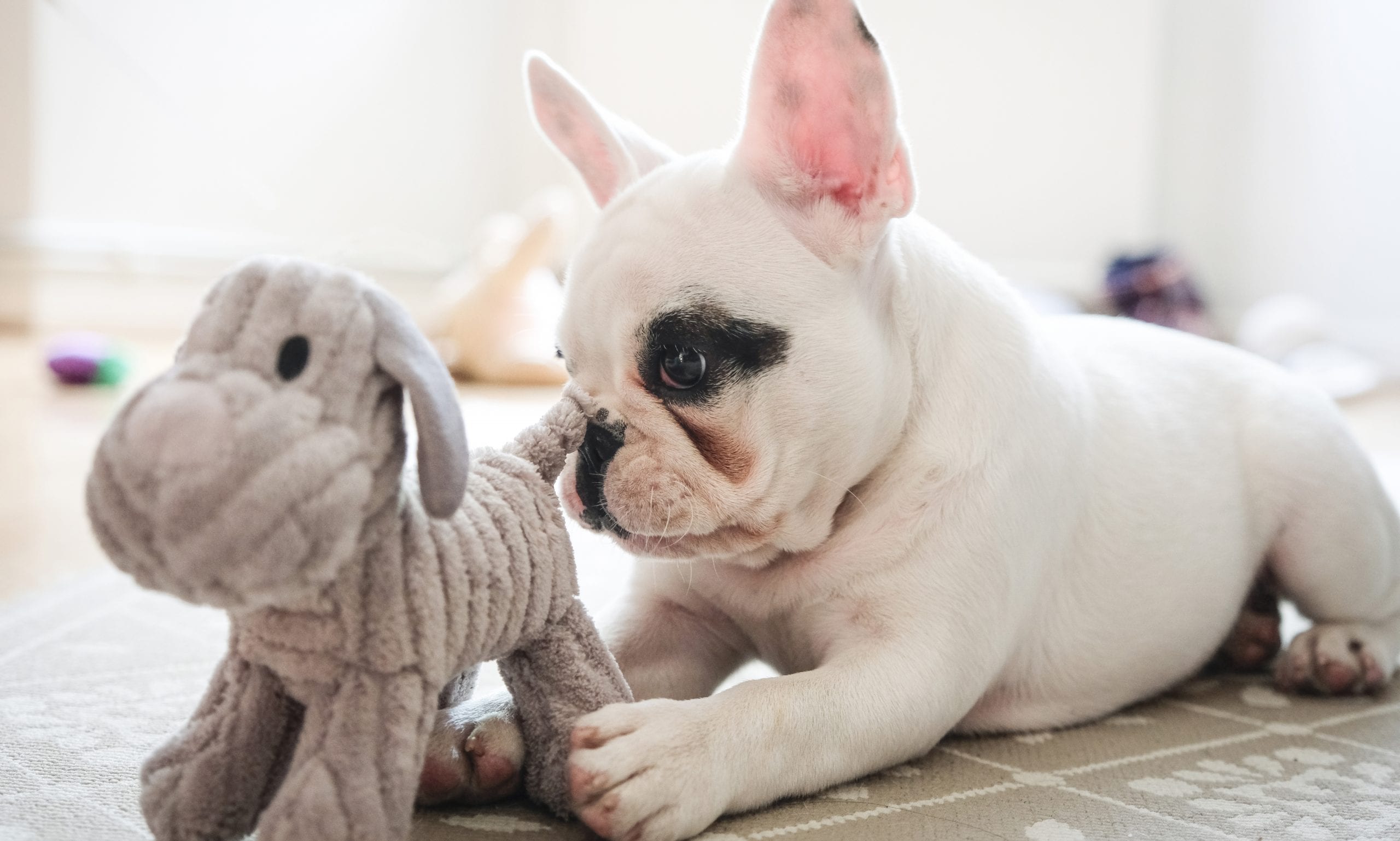 french bulldog puppy playing with toy