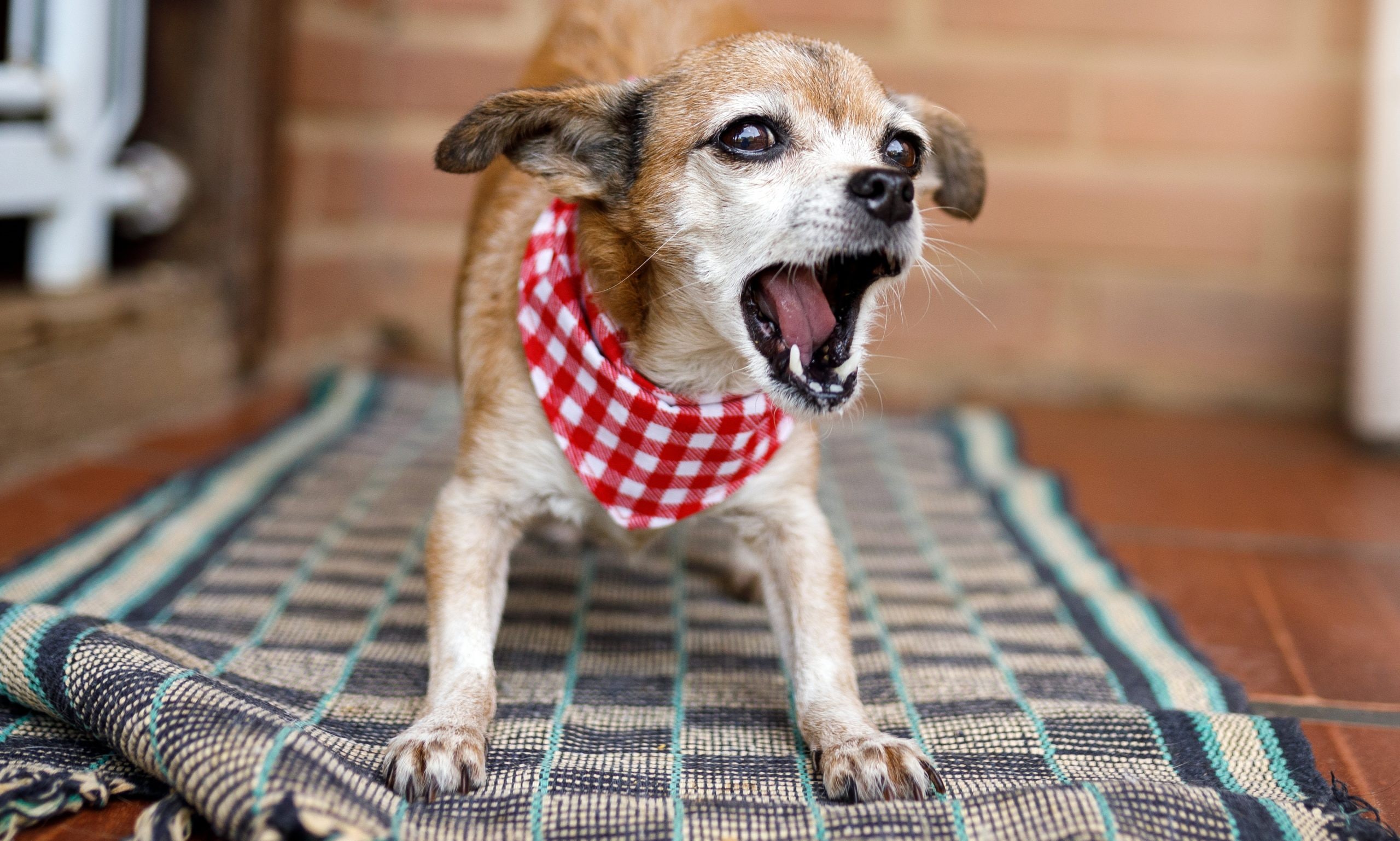 Angry dog throws clearance bowl