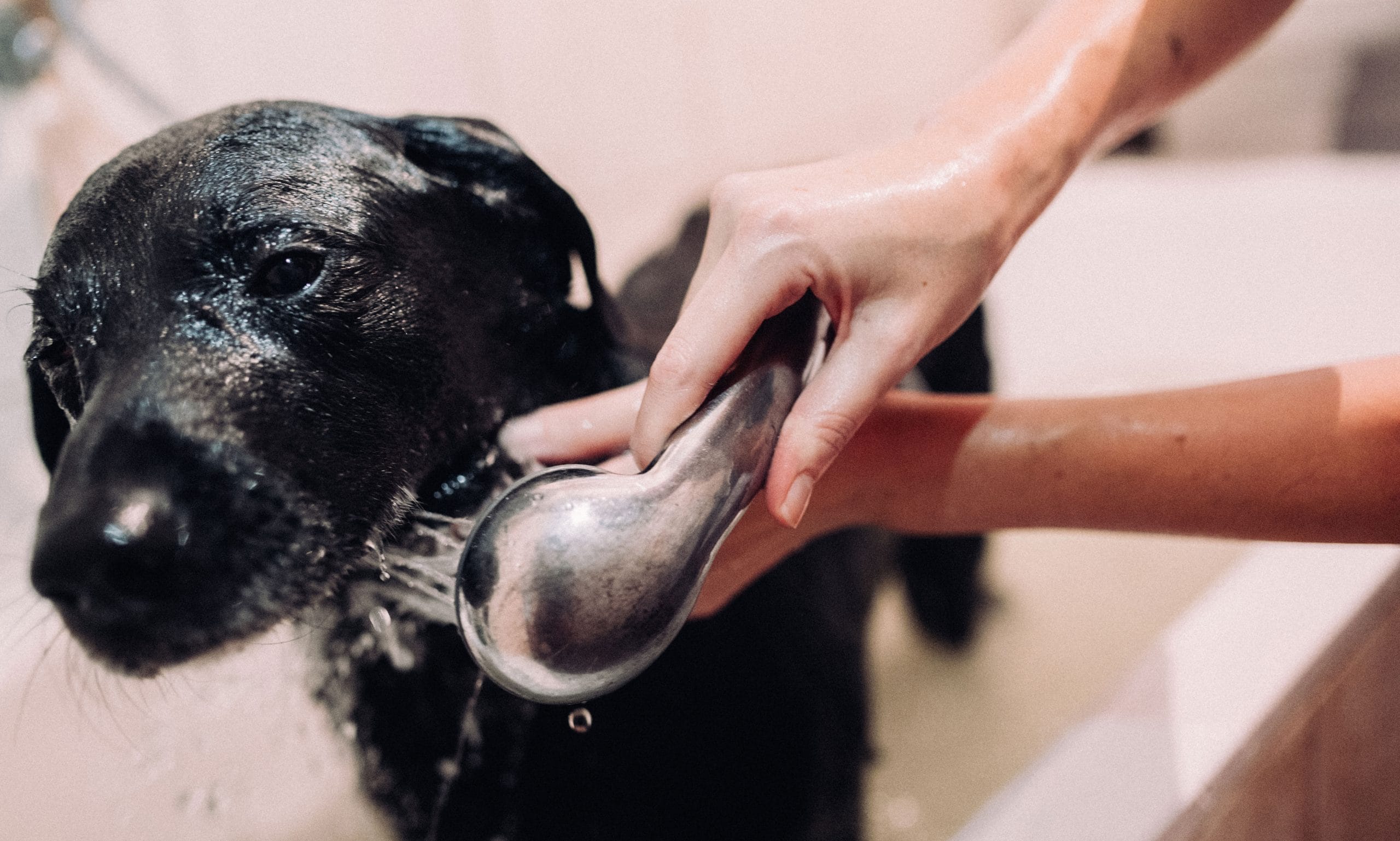 dog grooming mistakes: not rinsing dog enough