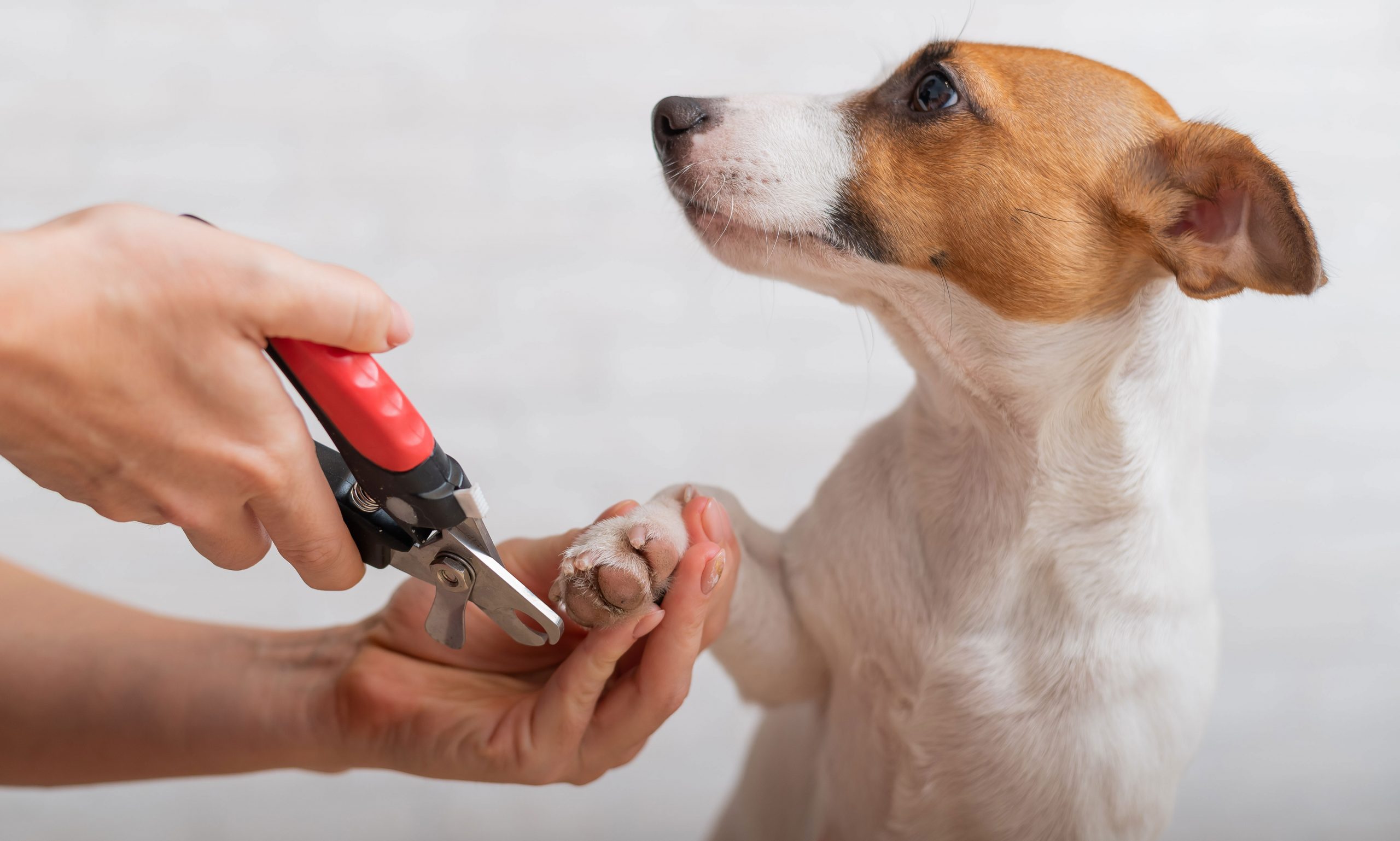 dog grooming mistakes: not paying attention to nails
