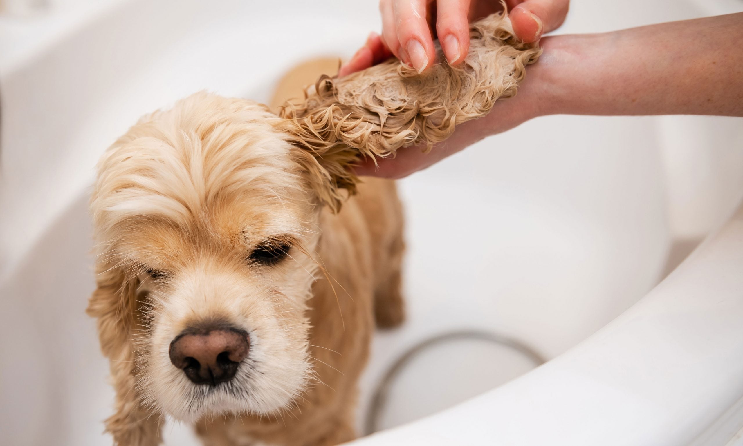 dog grooming mistakes: washing inside ear