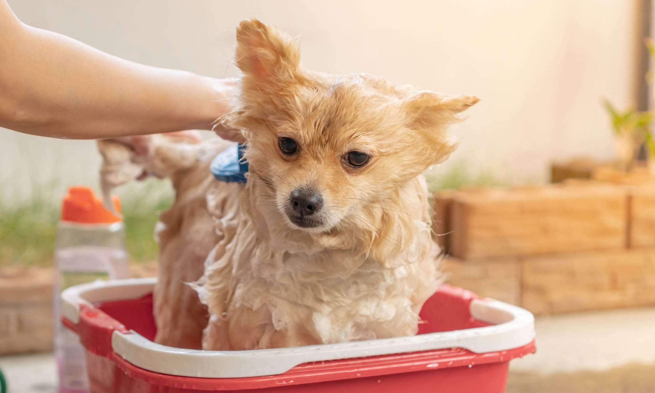 dog grooming mistakes: giving daily baths