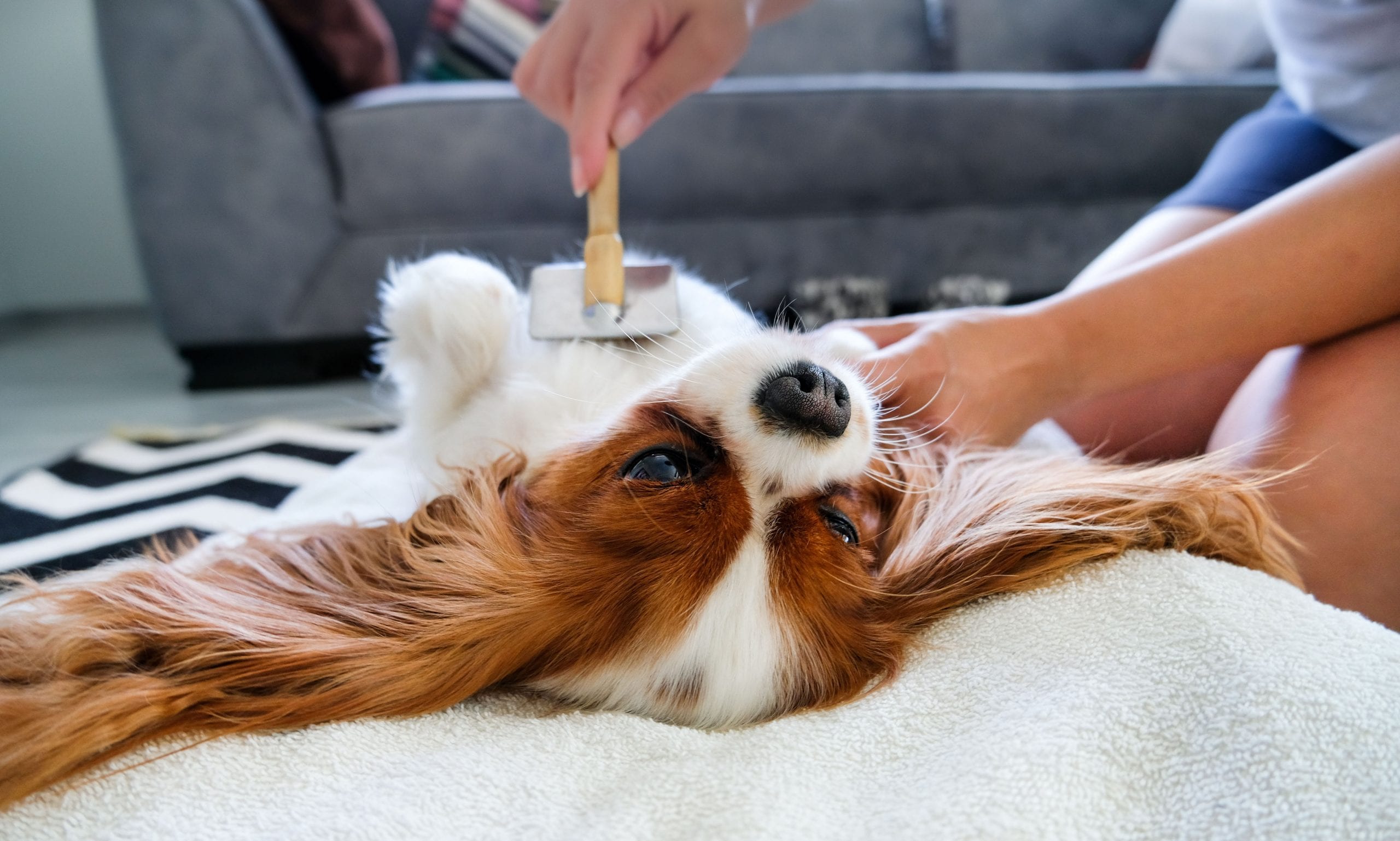 dog grooming: brush dog regularly