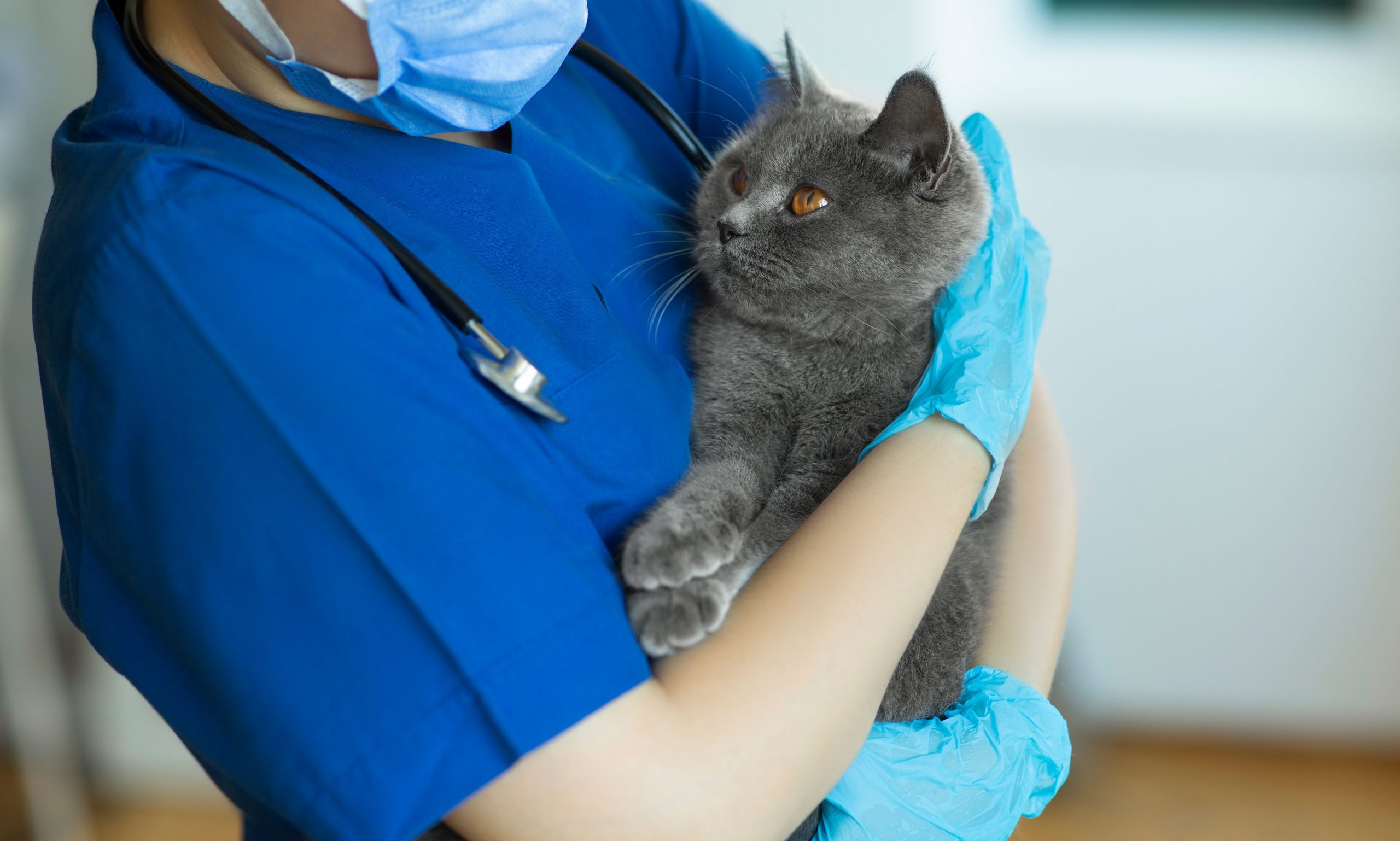 old cat throwing up: cat held by vet