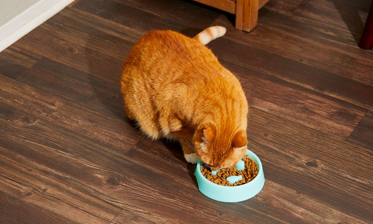 old cat throwing up: use cat slow feeder bowl