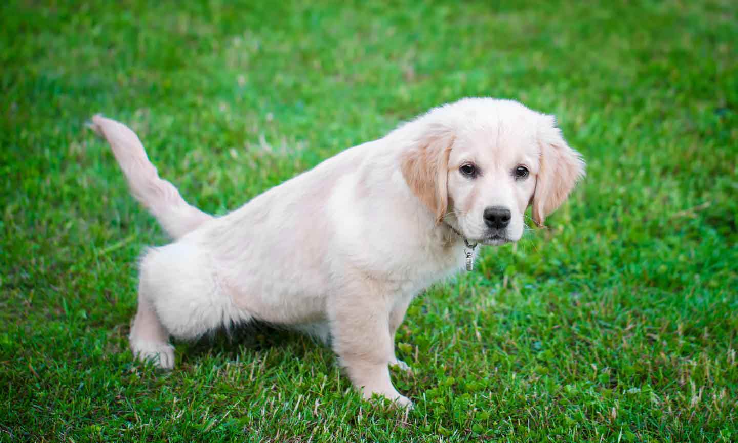 a Golden Retriever puppy going potty on grass