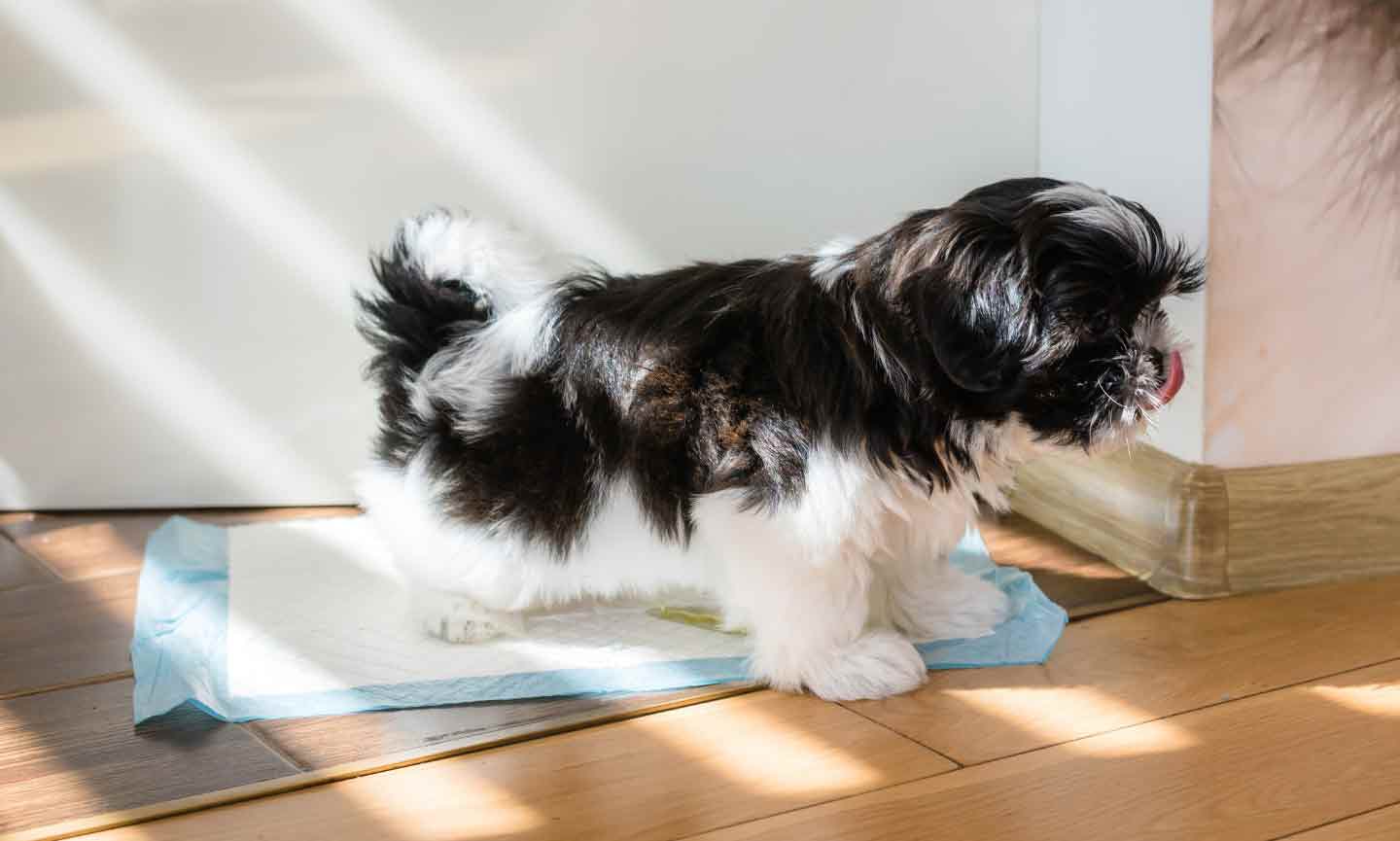 A black and white dog using a dog pee pad