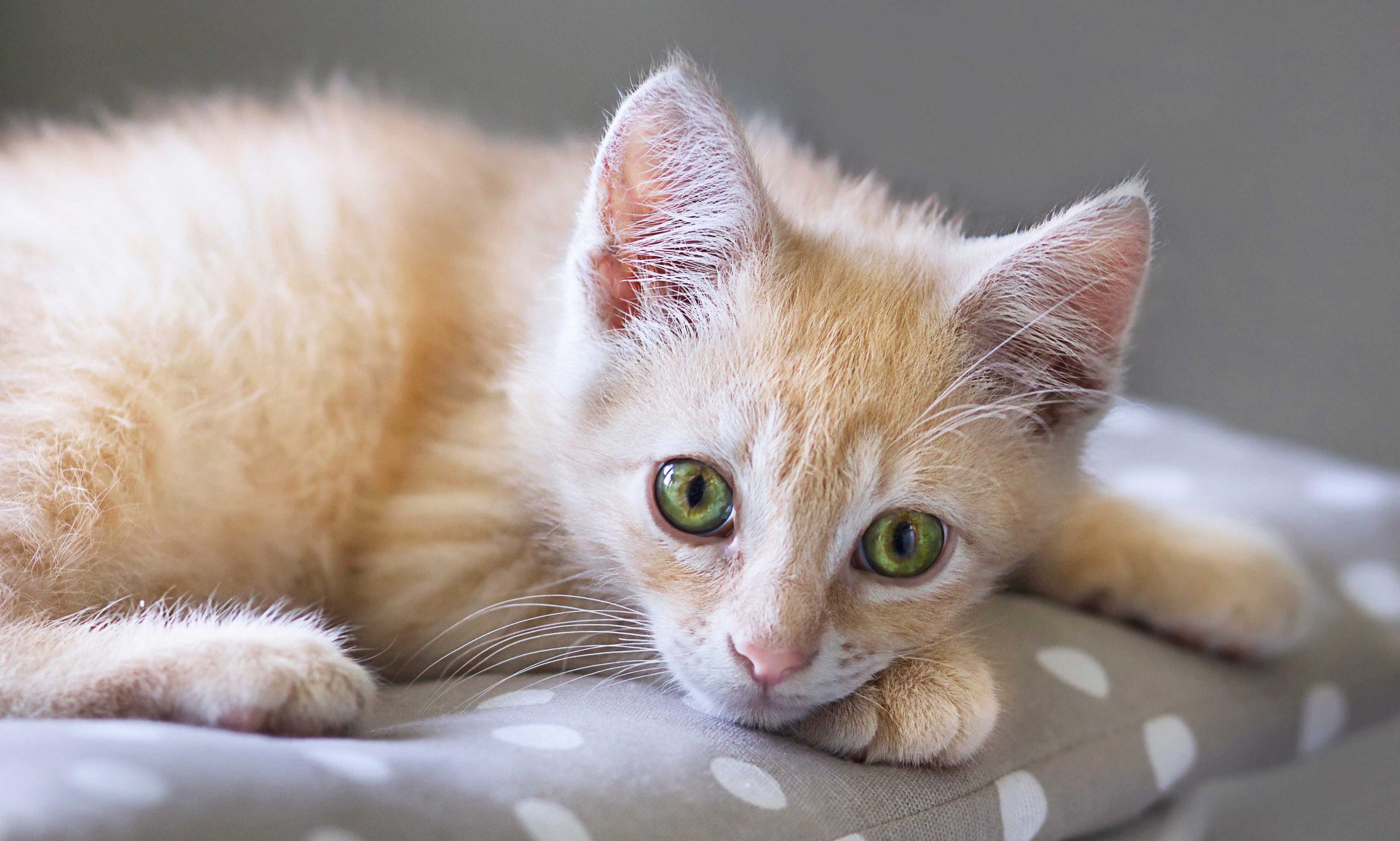 Kitten Diarrhea 101 Causes Symptoms and Treatment BeChewy