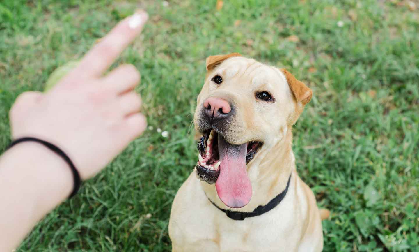 A dog sitting in the grass and looking up at a person's hand.
