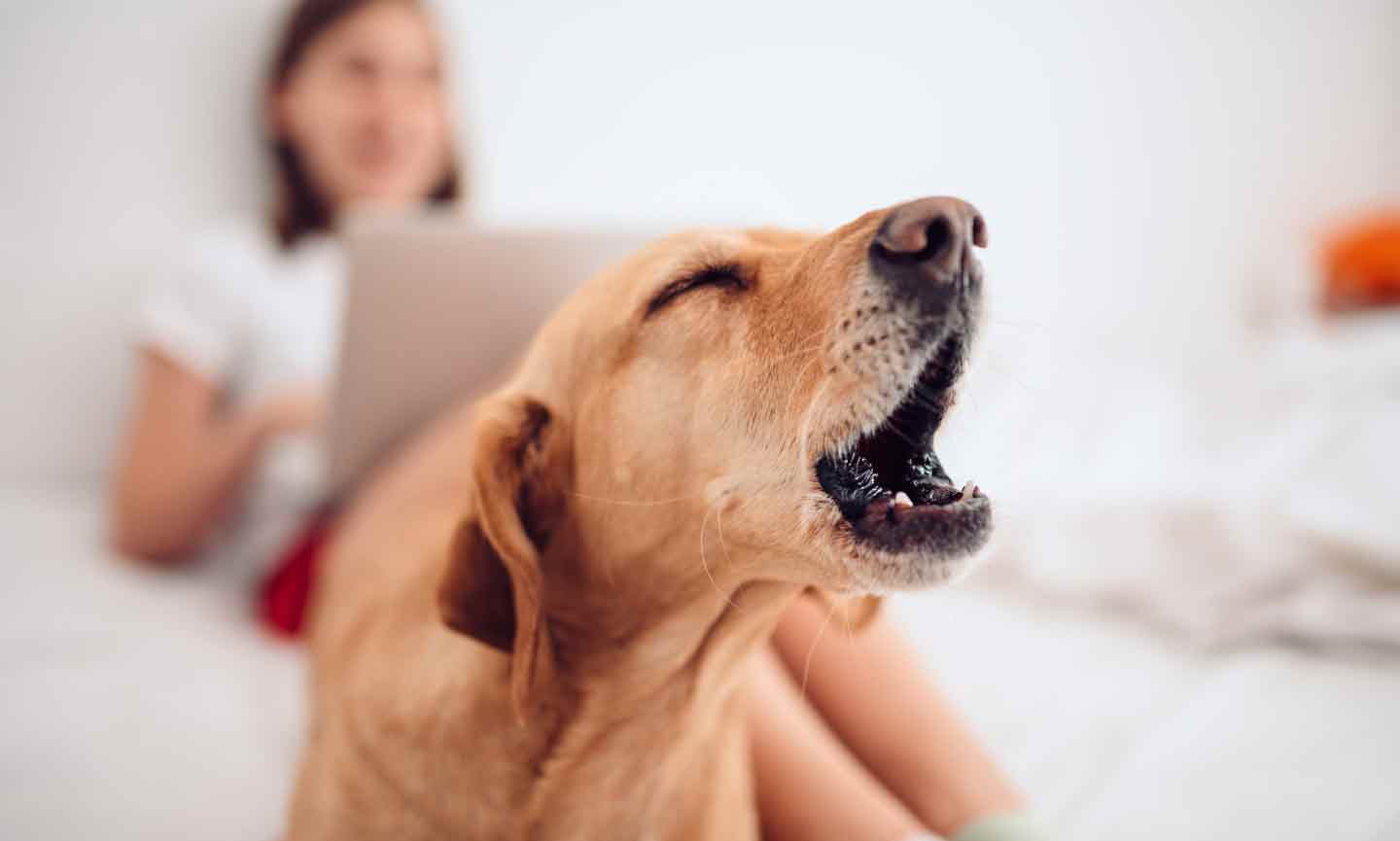 A dog barking. In the background, a woman sits with a laptop computer
