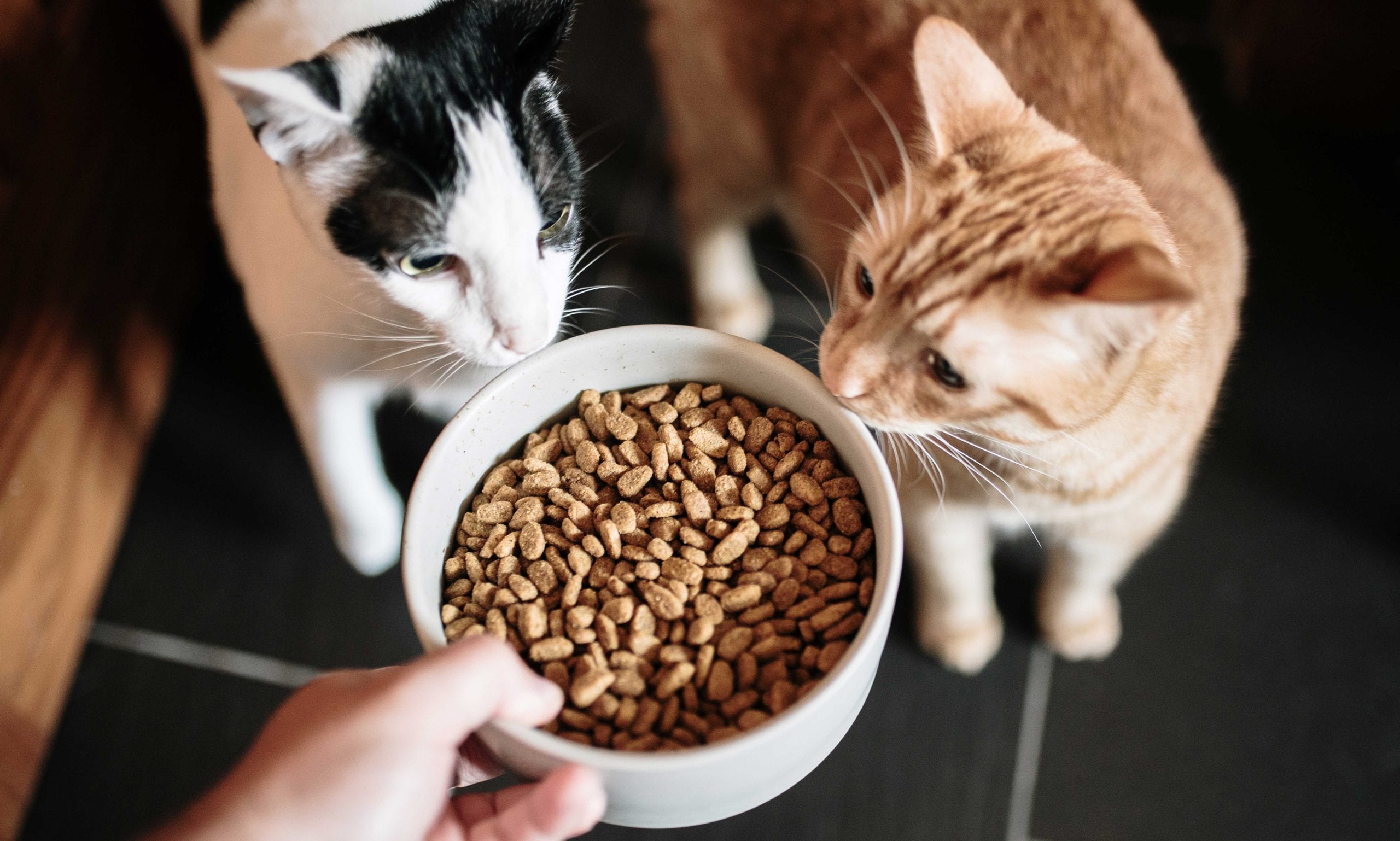 kitten diarrhea: kittens eating food