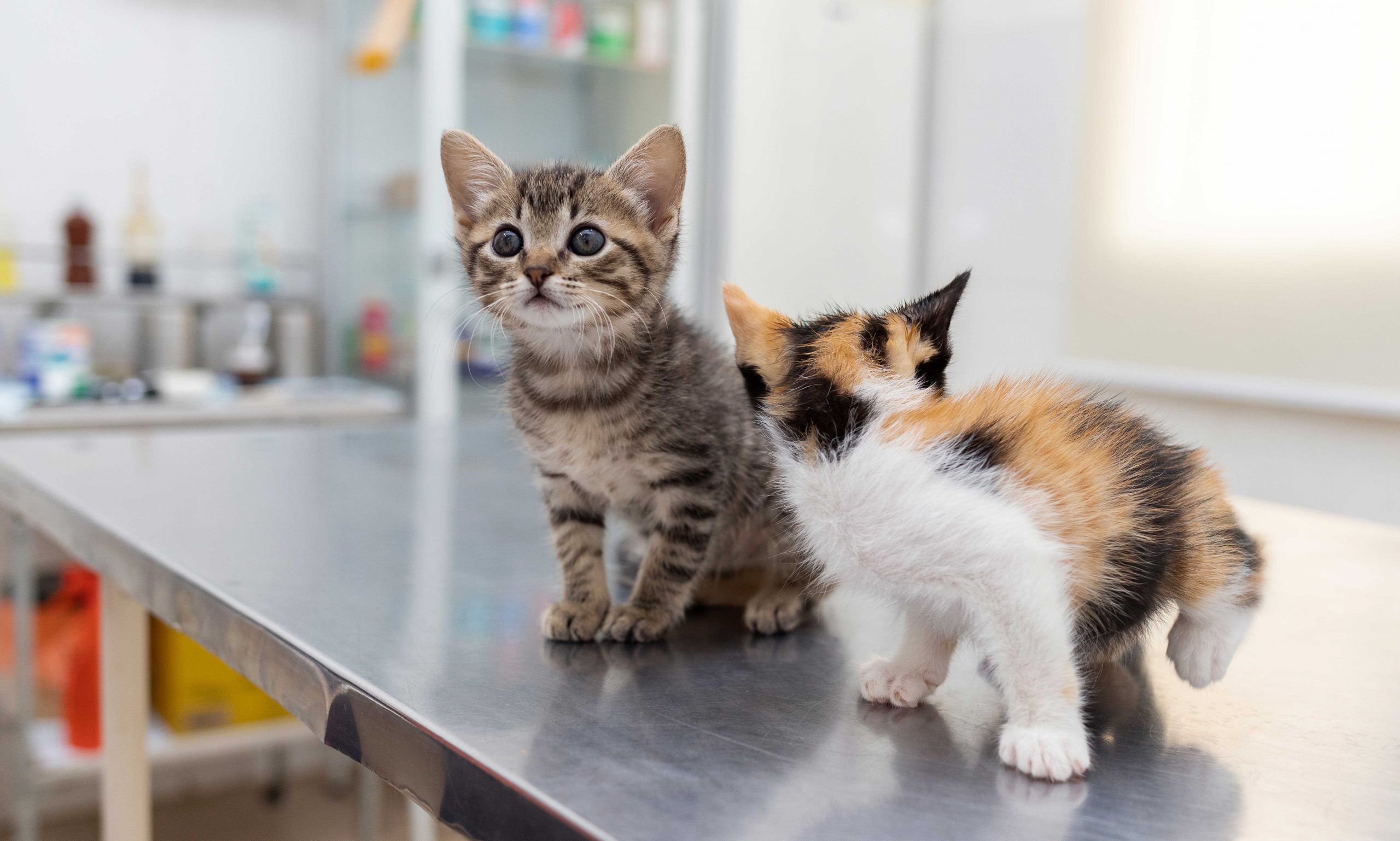 kitten diarrhea: kittens at vet