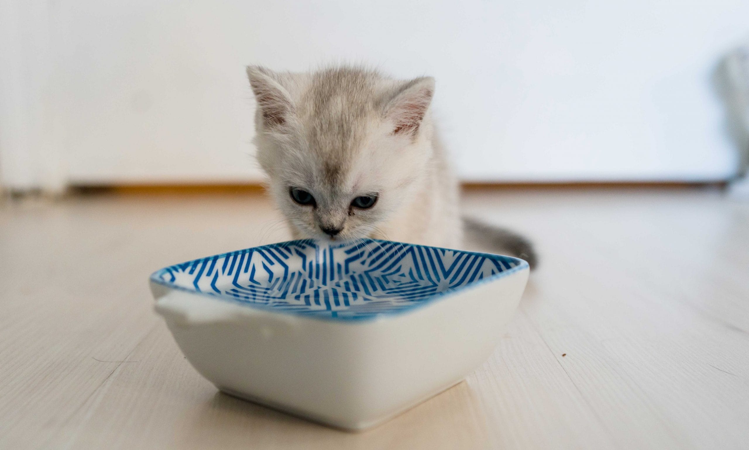 kitten diarrhea: kitten drinking water