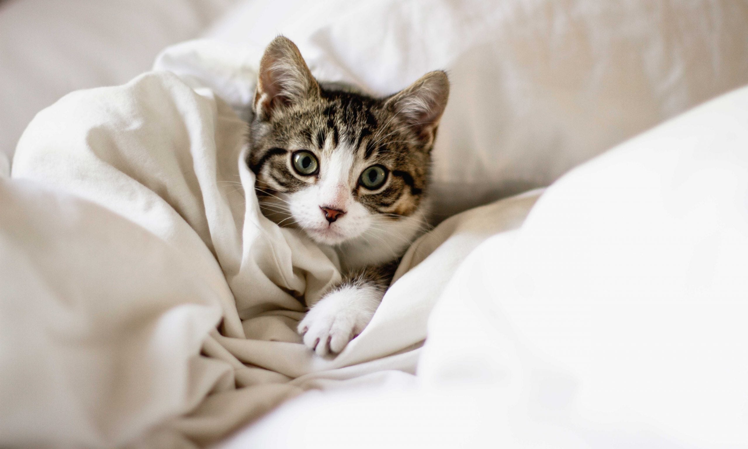 kitten diarrhea: kitten cuddle in bed