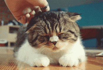 weird cat behavior - purring kitty