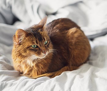 Tumblr User Explain Why Cats Are Obsessed With Eating Bread