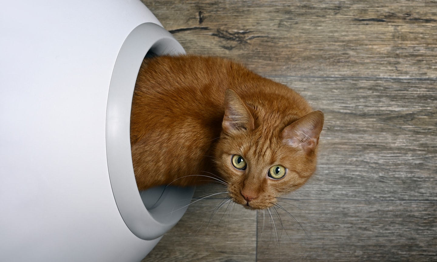 What To Do If Your New Kitten Is Peeing Outside The Litter Box