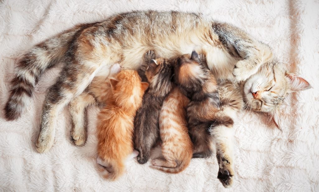 Cats can get pregnant by more 2025 than one male