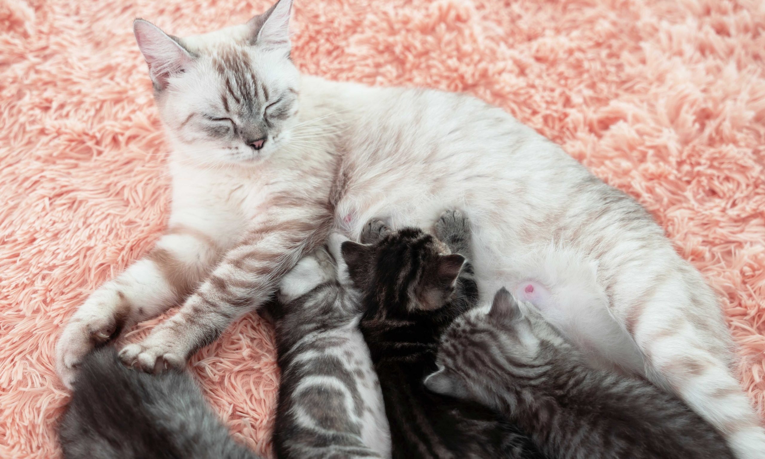 can a cat get pregnant while nursing: mother cat nursing