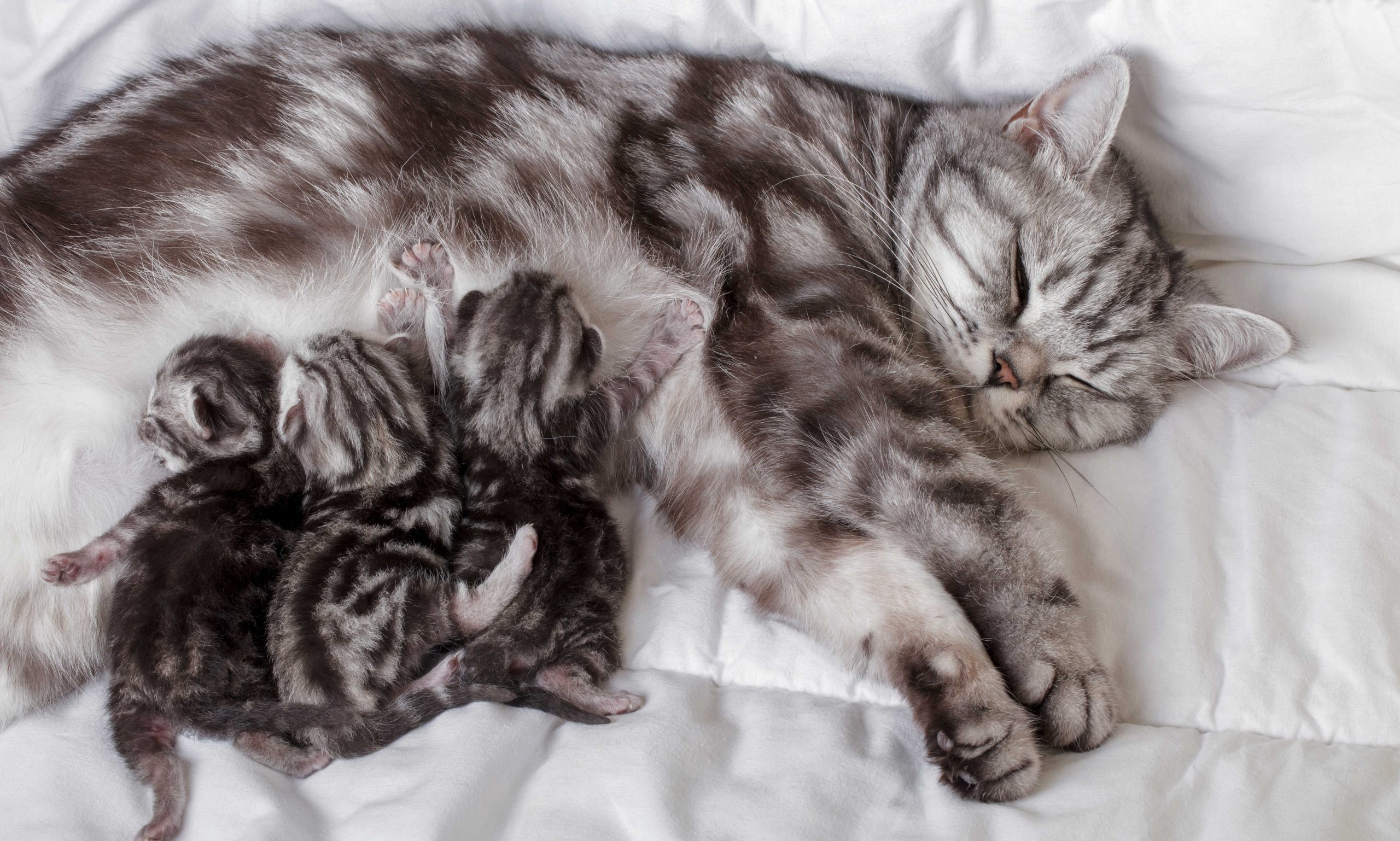 can a cat get pregnant while nursing: cat nursing kittens