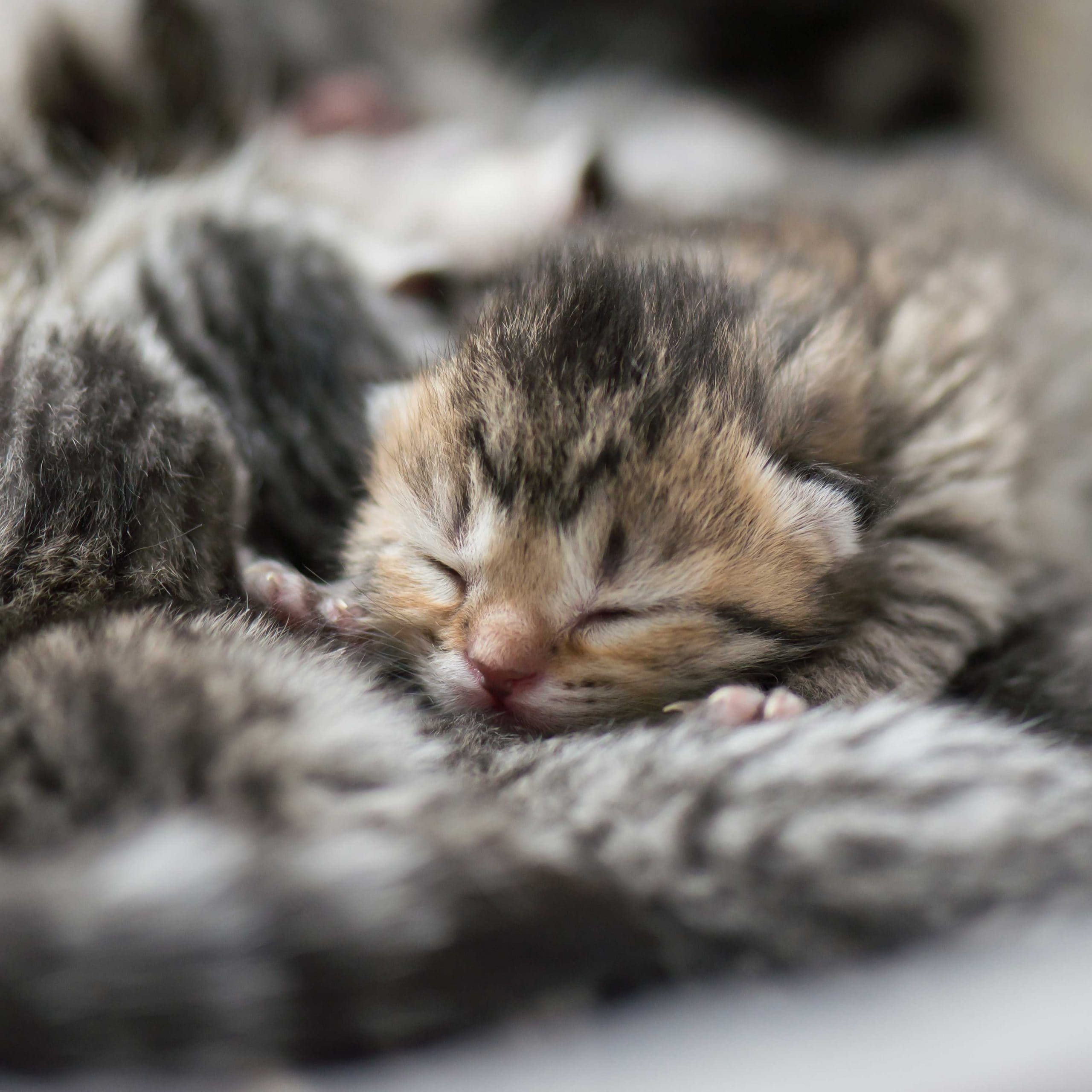 can a cat get pregnant while nursing: newborn kittens