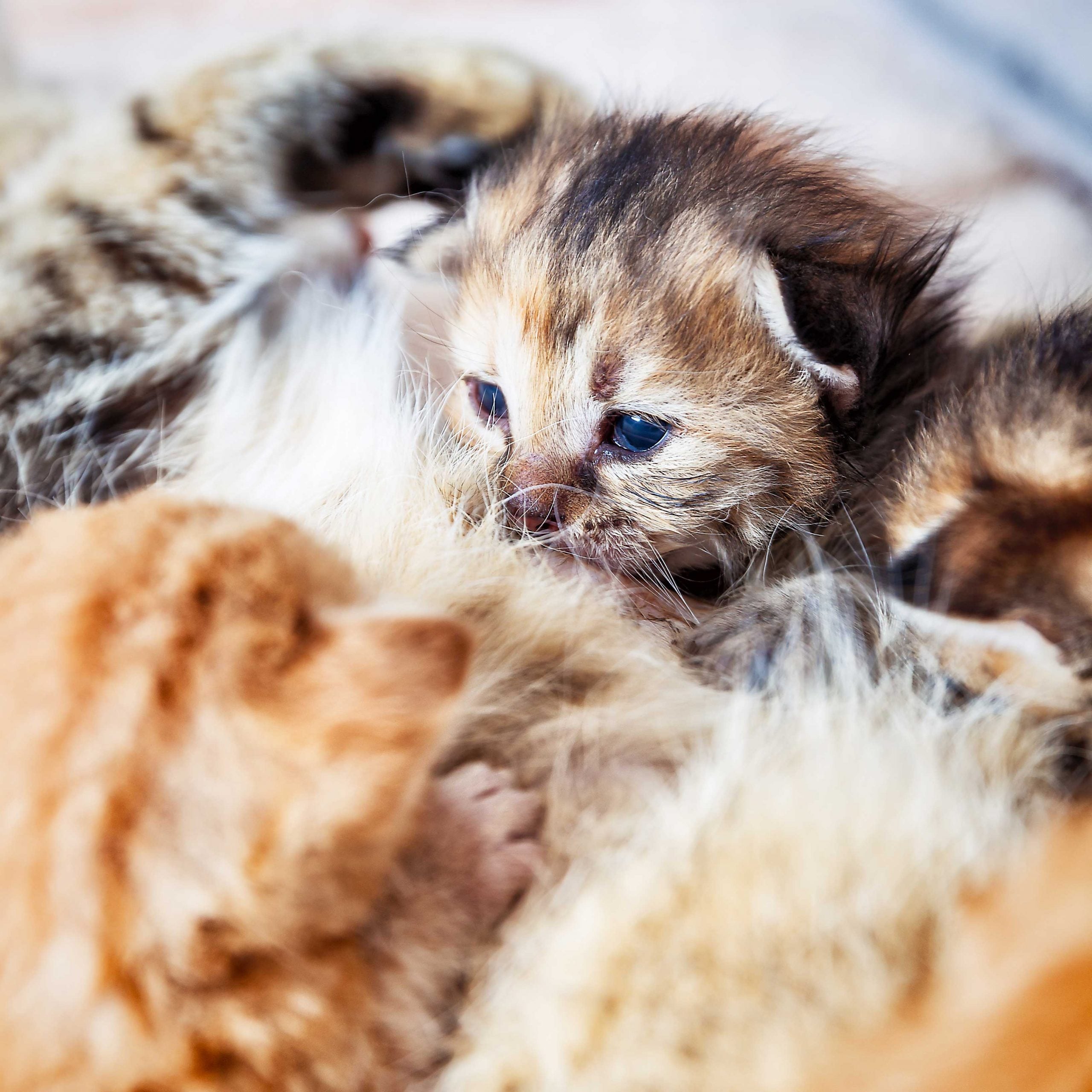 can a cat get pregnant while nursing: cat nursing kittens