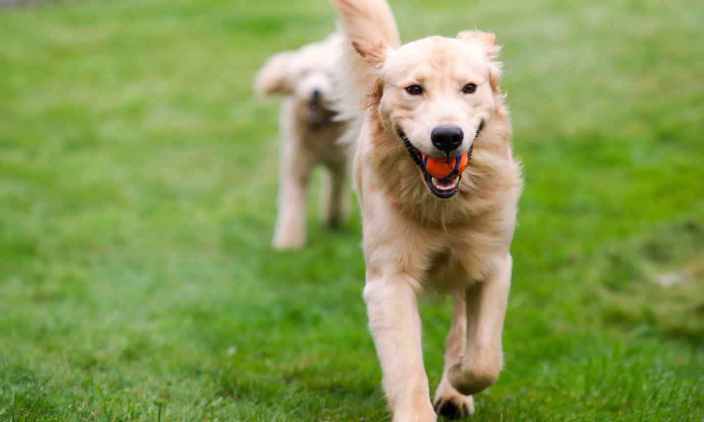 A Golden Retriever running in grass with a ball in their mouth