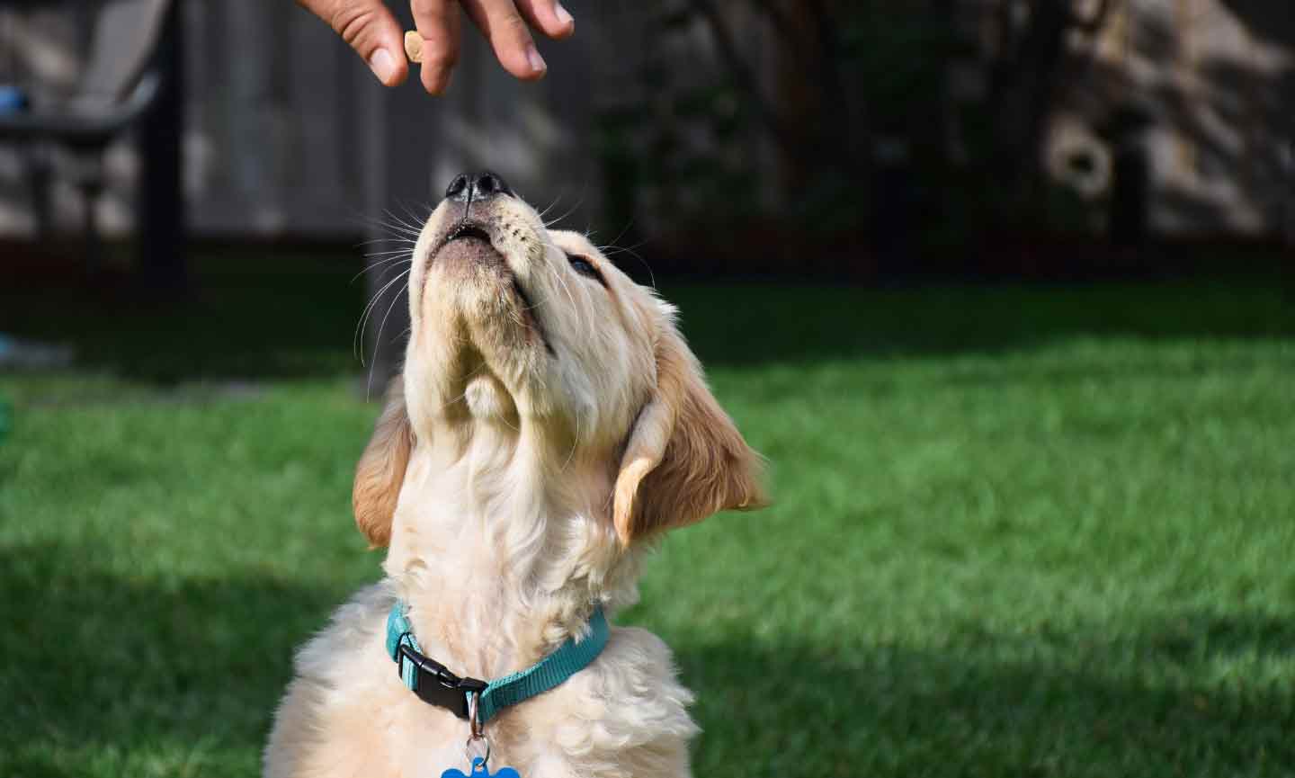 A Golden Retriever puppy getting a treat.