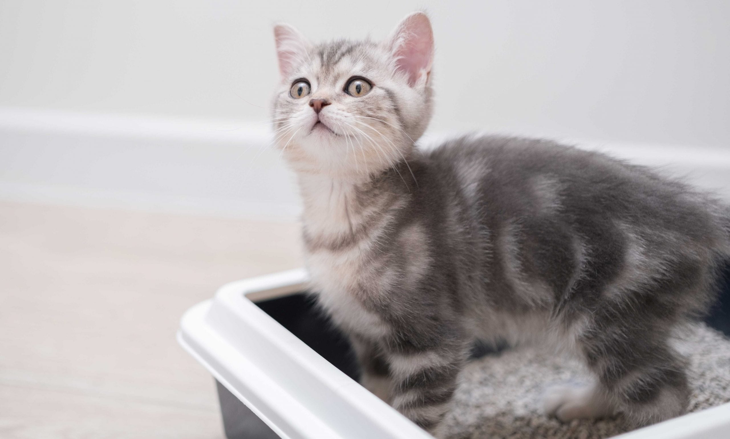 kitten constipation: kitten standing in litter box