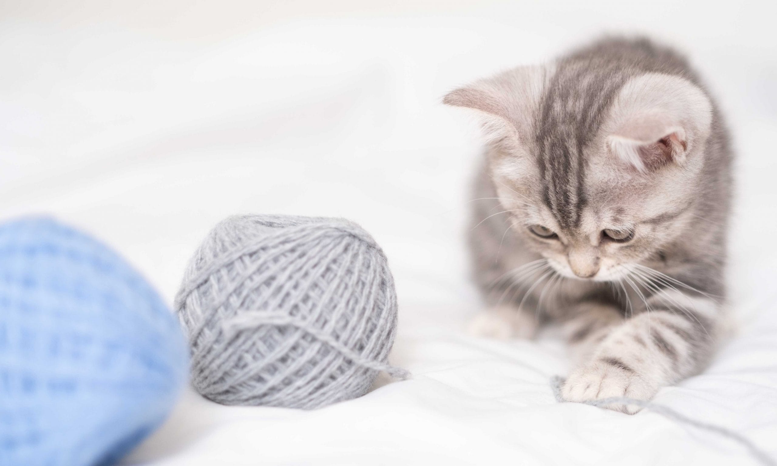 kitten constipation: kitten playing on bed with yarn