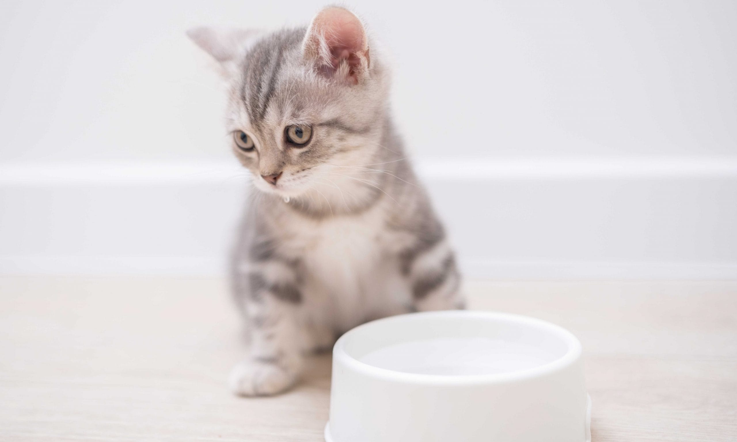 kitten constipation: kitten drinking water
