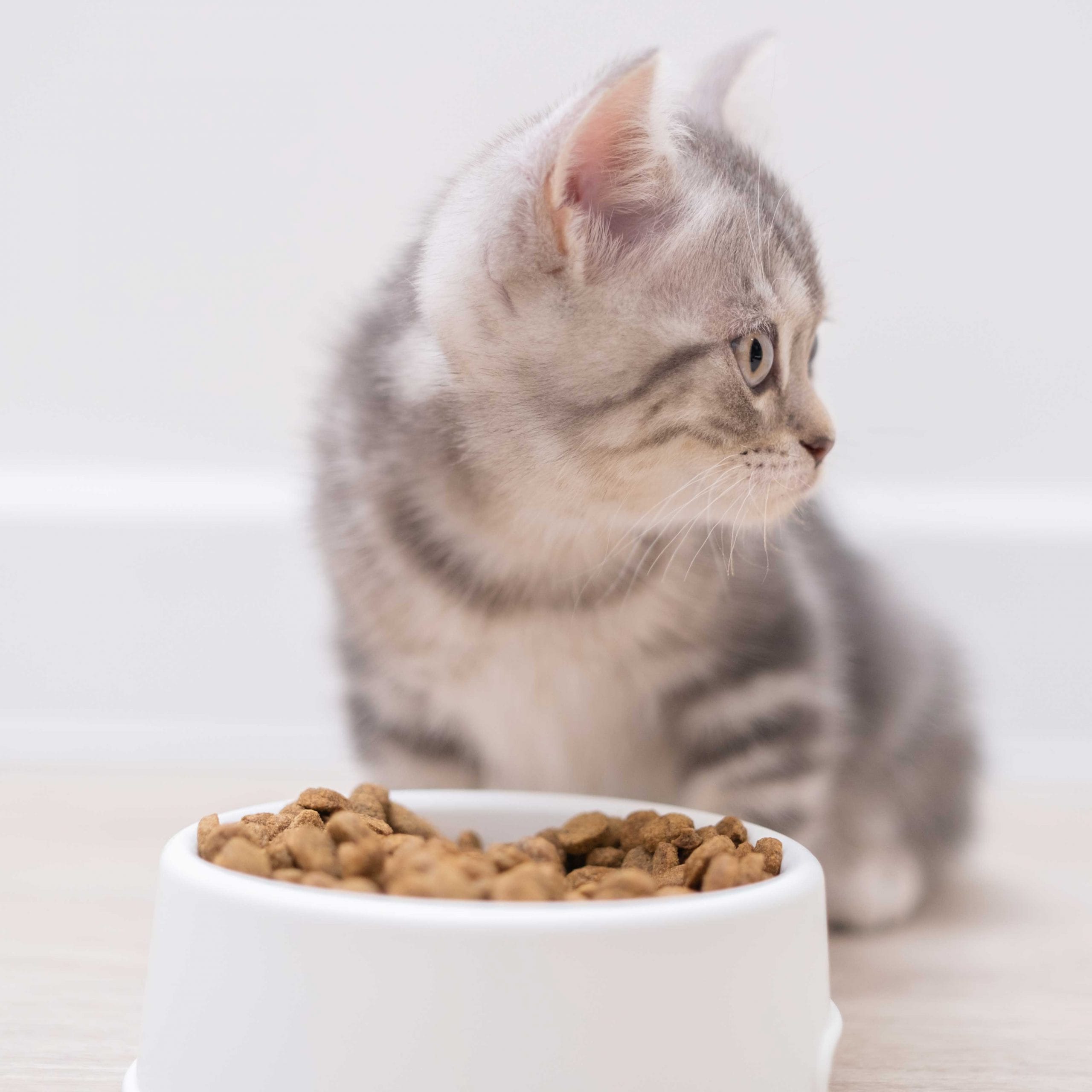 kitten constipation: kitten not eating kibble