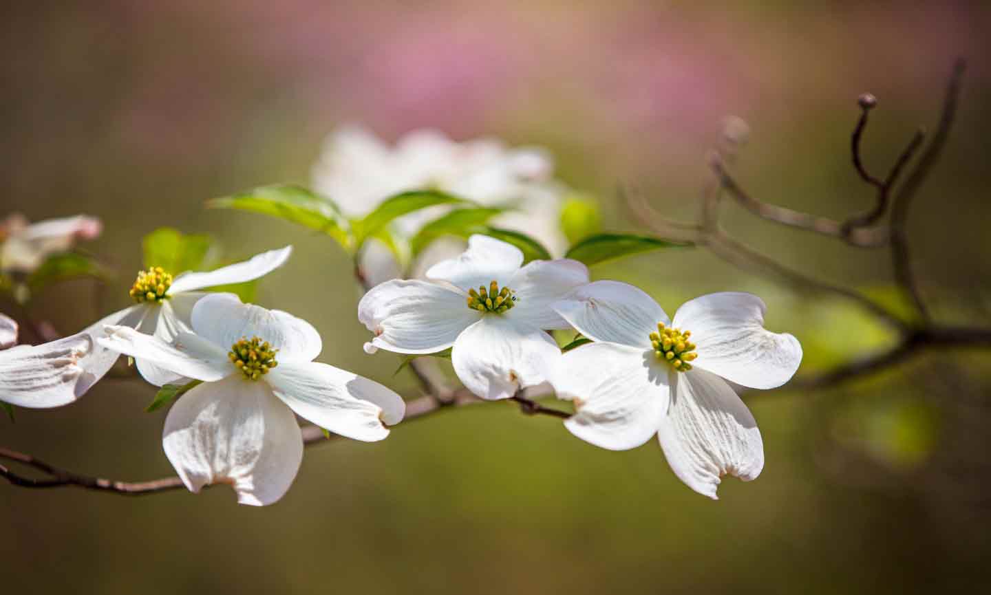A dogwood branch with white flowers