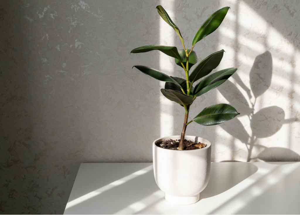 A potted rubber tree plant