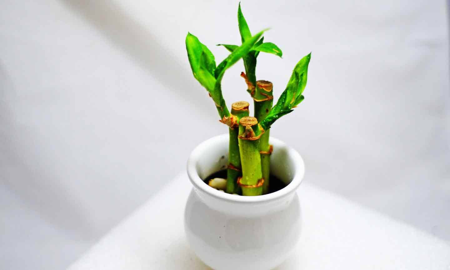 A potted bamboo plant