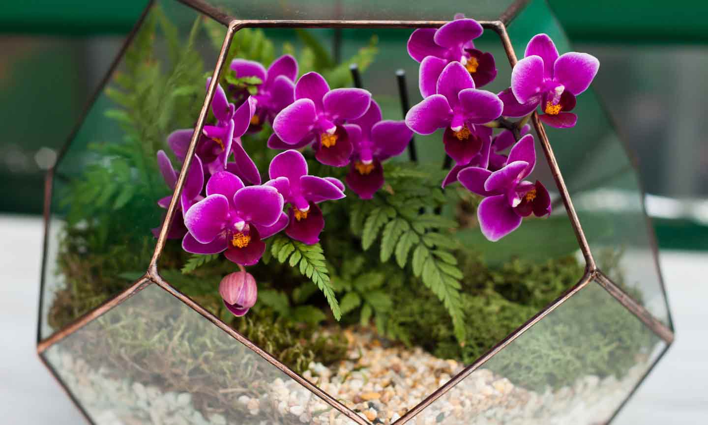 A purple orchid plant